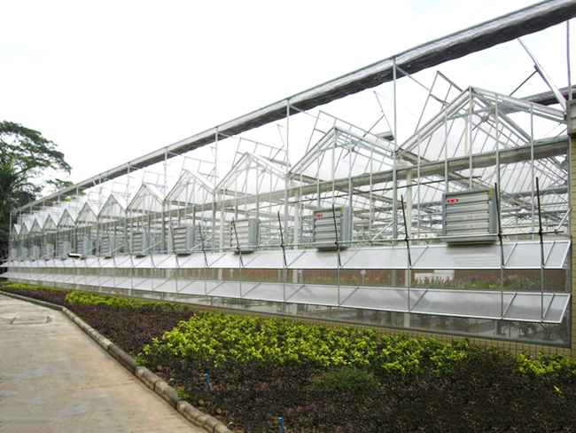 大棚花卉育苗分享設(shè)施栽培花卉的主要種類
